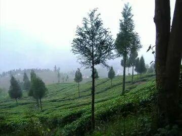 大吉岭不只有红茶 范慕尤